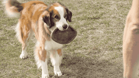 WHAT WE SAY – A DOG'S PURPOSE  cinemania